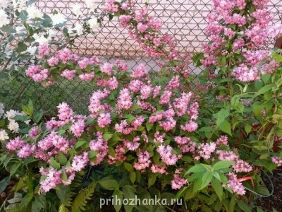 Декоративные садовые растения. - дейция.jpg