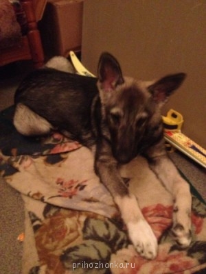 Кого из животных вы содержите? Фото приветствуется. - фото%202.JPG