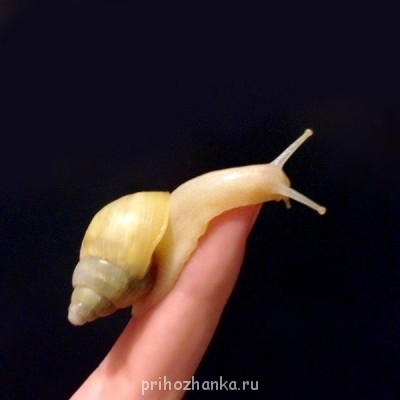 это я его в наш первый день знакомства сфотографировала