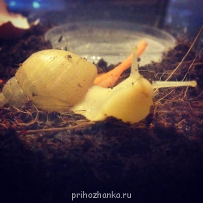 от улыбки станет всем светлей: и слону и даже маленькой улитке :)