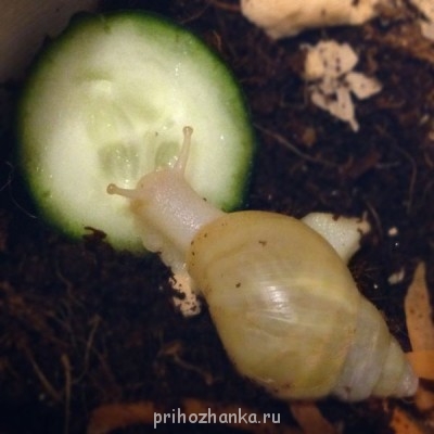 это мы кушаем огурчик