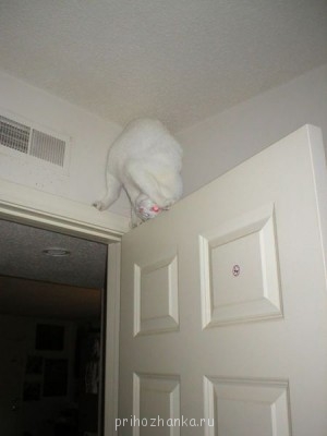 Из ВКонтактика с приветиком  - GUJWx8A9FKQ.jpg