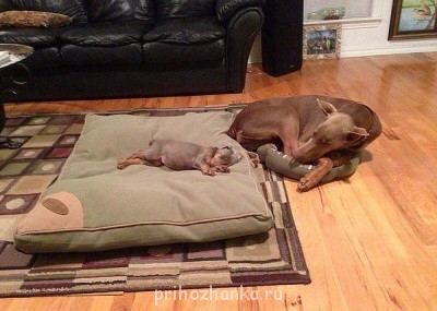 Клуб кинологов-любителей - мамапсина.jpg