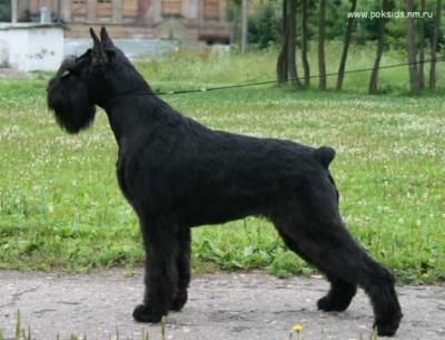 Клуб кинологов-любителей - ea762a0804b71c8ce343396bedc13a39.jpg