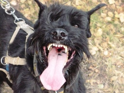 Клуб кинологов-любителей - 0640112.jpg