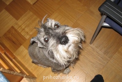 Клуб кинологов-любителей - 629235.jpg