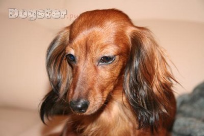 Клуб кинологов-любителей - 112808_750x650.JPG