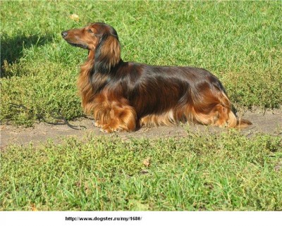 Клуб кинологов-любителей - e12aec375582.jpg