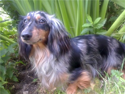 Клуб кинологов-любителей - 49925712.jpg