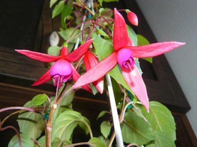 Мои комнатные растения. - P1060050.JPG