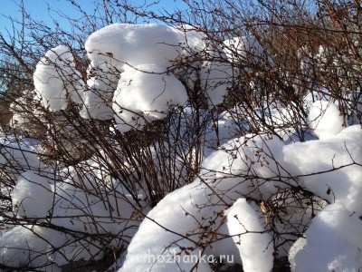 Зимняя сказка - IMG_1306.JPG