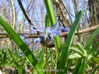 Пчеловодство - DSC07046.JPG