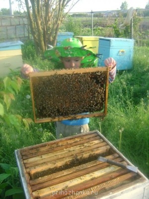 Пчеловодство - DSC07307.JPG