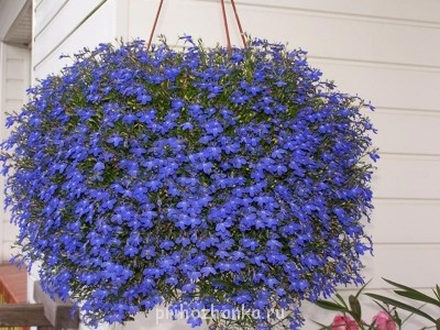 Декоративные садовые растения. - HVXIY3HL.jpg