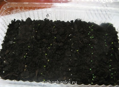 Декоративные садовые растения. - kak-virastit-rassadu-petunii-21.jpg