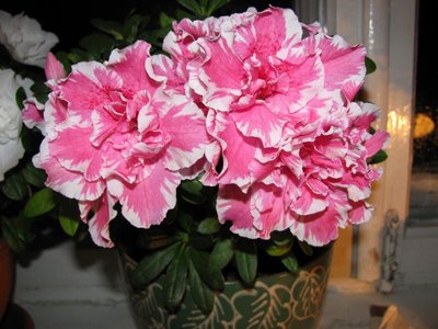 Мои комнатные растения. - Изображение 652.jpg