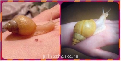 Улитки - мармелад.jpg