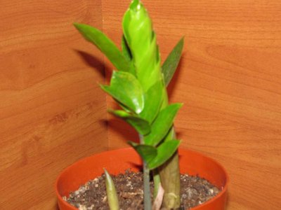 Мои комнатные растения. - Изображение 796.jpg