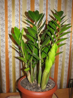 Мои комнатные растения. - Изображение 040.jpg
