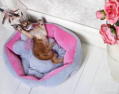 Клуб фелинологов-любителей  - 0_a5048_85e456d4_XL.jpg