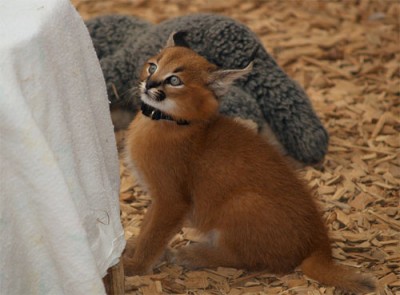 Клуб фелинологов-любителей  - 28366546-050057055049054055052053.jpg