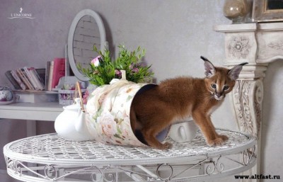 Клуб фелинологов-любителей  - 1353702282_caracal_lunicorne_14.jpg
