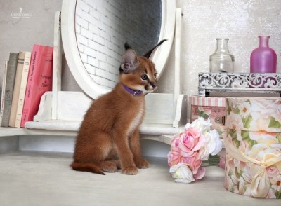 Клуб фелинологов-любителей  - dbbff_caracal_lunicorne_18.jpg