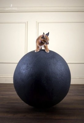 Клуб фелинологов-любителей  - c0fa0_caracal_lunicorne_7.jpg