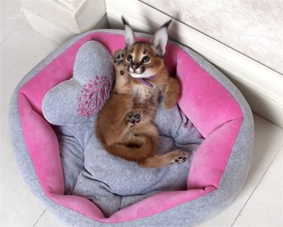 Клуб фелинологов-любителей  - fb024ac53ae3.jpg