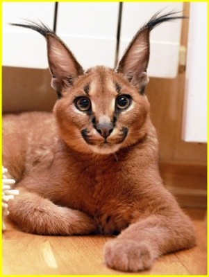 Клуб фелинологов-любителей  - 13500246993626.jpg