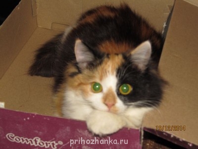 Клуб фелинологов-любителей  - 070.JPG