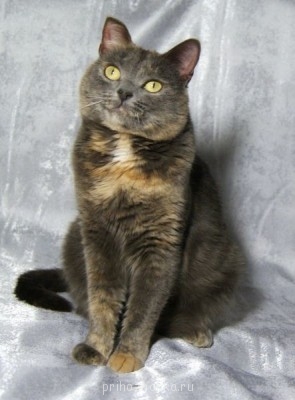 Клуб фелинологов-любителей  - image.jpg