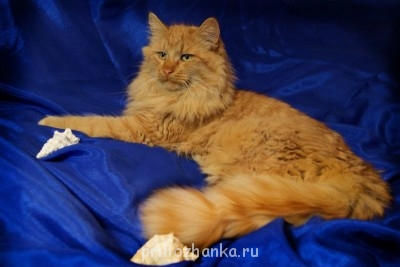 Клуб фелинологов-любителей  - image.jpg