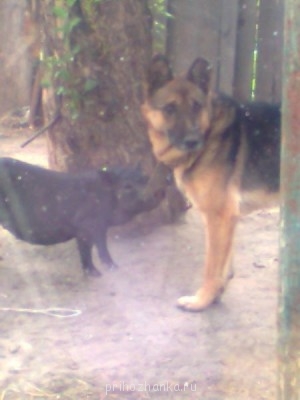 А это наш Зверюшка с поросенком.