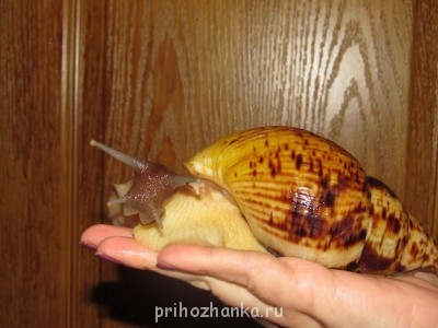 улитка фулика