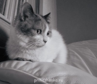 Клуб фелинологов-любителей  - DSCN4007.JPG