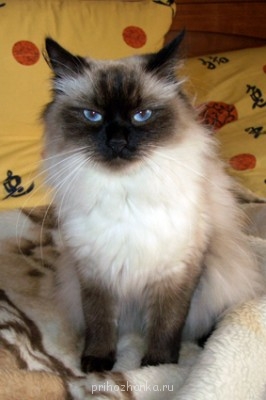 Клуб фелинологов-любителей  - CIMG1349.JPG