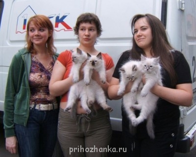 котята Бланки ( и я там, слева )))