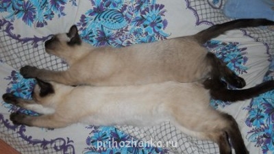 Клуб фелинологов-любителей  - 085ab1b2a25f.jpg