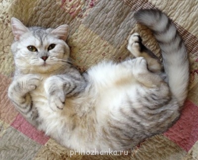 Клуб фелинологов-любителей  - IMG_0542.JPG