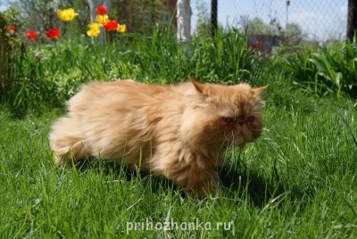 Клуб фелинологов-любителей  - image.jpg