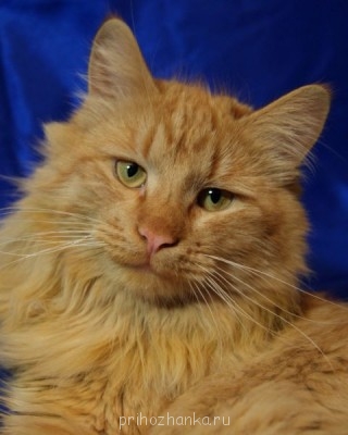 Клуб фелинологов-любителей  - image.jpg