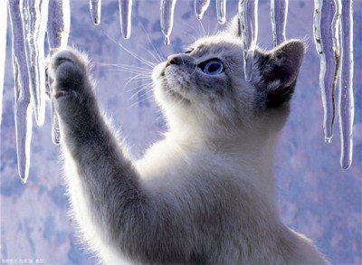 Доброго утра Хорошего дня Спокойной ночи  - 977ffc1f08ef.jpg