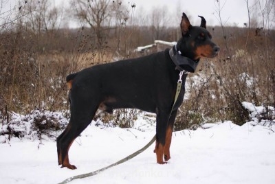 Клуб кинологов-любителей - image.jpg