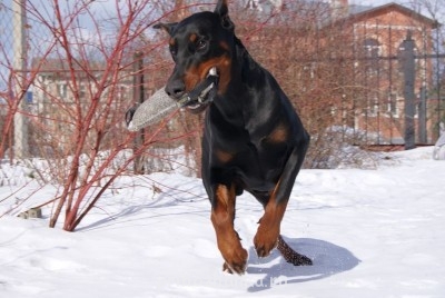 Клуб кинологов-любителей - image.jpg