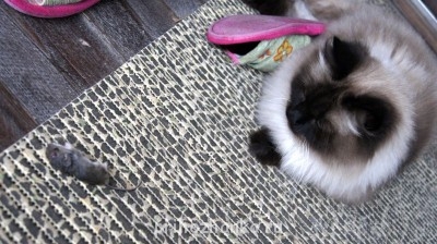 Бланка и её добыча