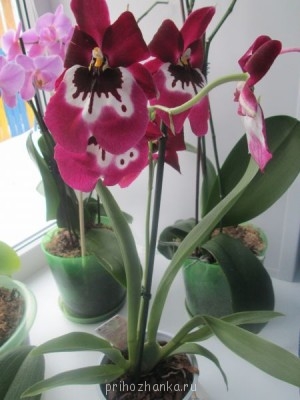 Мои комнатные растения. - IMG_0001.jpg