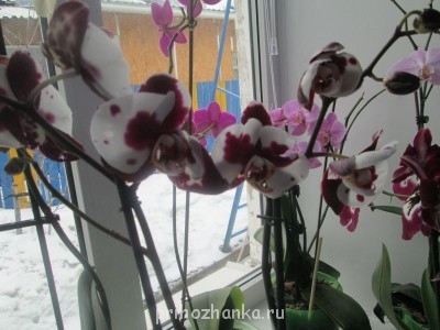 Мои комнатные растения. - IMG_0002.jpg