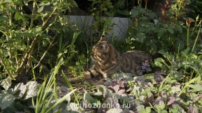 домашний тигер =)