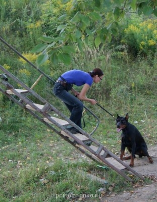 Клуб кинологов-любителей - Габа лестница.JPG
